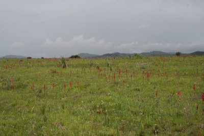 Kitulo National Park - Satyrium monadenum mass flowering.jpg