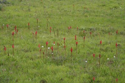 Kitulo National Park - Satyrium monadenum mass flowering.JPG