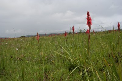 Kitulo National Park - Satyrium monadenum.JPG