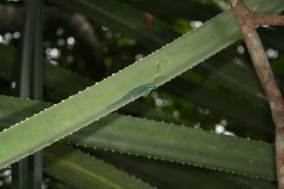 Kimboza forest - Lygodactylus williamsi male.JPG