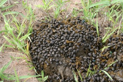 Mikumi National Park - Dung beetles mostly Gymnopleurini  on elephant dung.JPG