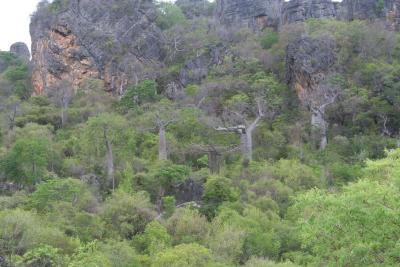 Adansonia madagascariensis Madagascar Diego Suarez Montagne .JPG