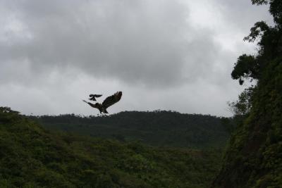 Drongo attacking Madagascar harrier Hawk Madagascar Est Anda.JPG