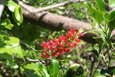 Madagascar Diego Suarez Foret de lOrangea 30.XII.2005.JPG