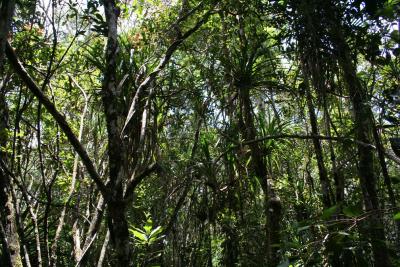 Montane Pandanus forest Madagascar Est Andasibe Vohimama 2.JPG