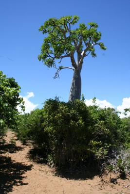 Pachypodium sp. Madagascar Diego Suarez Foret de lOrang 1.JPG