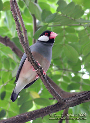 Java Sparrow