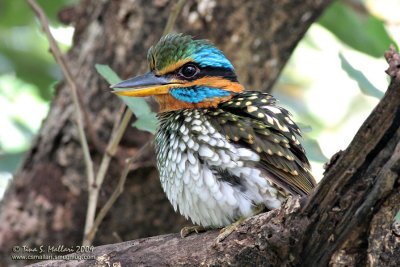 Spotted Wood Kingfisher (Philippine Endemic)