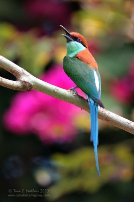 Blue-Throated Bee-Eater