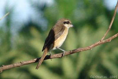 Brown Shrike