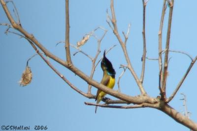 Olive Backed Sunbird - Male