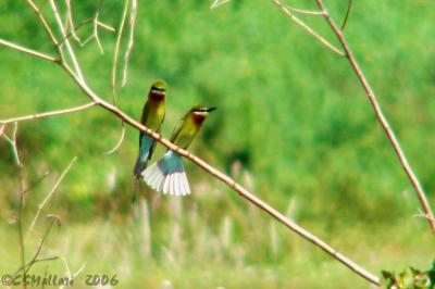 Blue-Tailed Bee-Eaters