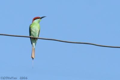 Blue-Throated Bee-Eater