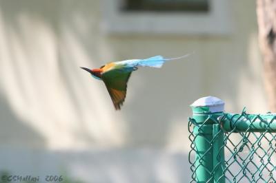 Blue-Throated Bee-Eater  ( IMG_1414w )