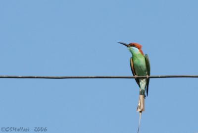 Blue-Throated Bee-Eater ( IMG_1416w )