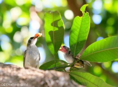 Yellow Vented Bulbul IMG_3809w.jpg