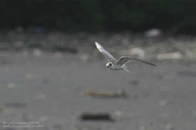 Whiskered Tern