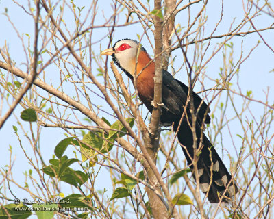 Scale Feathered Malkoha