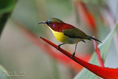 Handsome Sunbird (male)