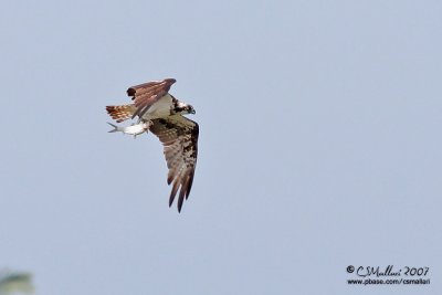 Osprey with a large Bangus (milk fish)