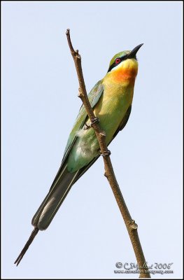 Blue-Tailed Bee-Eater