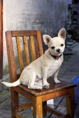 dog & chair