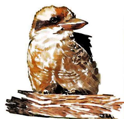 kookaburra