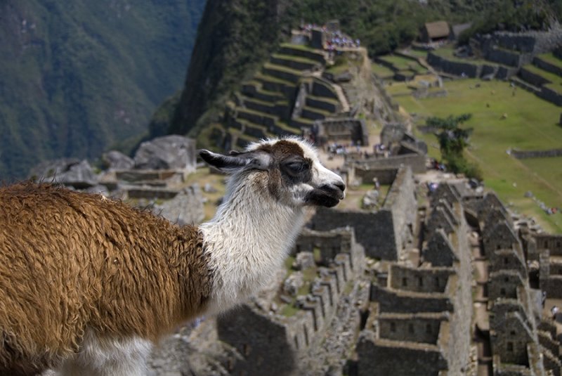 llama Perch