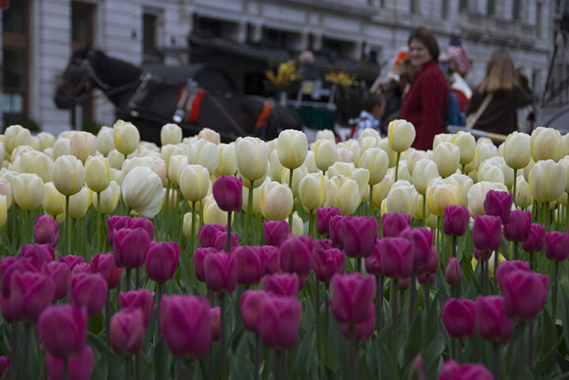 Manhattan Tulip Time