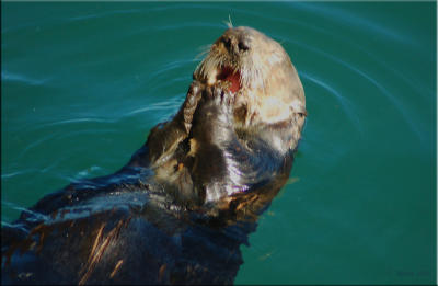  California Sea Otter