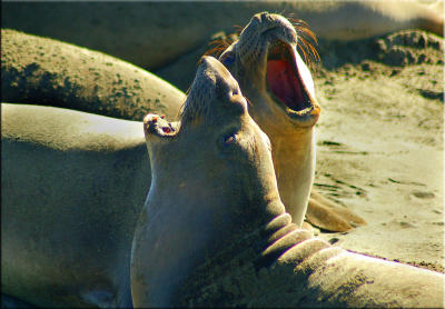  Expressive Elephant Seals
