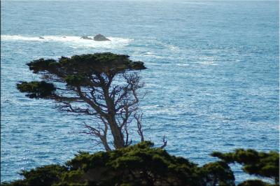 Shoreline Cypress