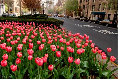 City Tulips