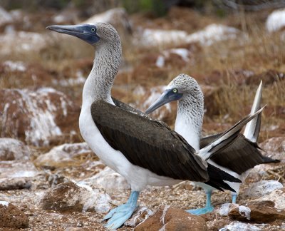 Blue Footed Pair