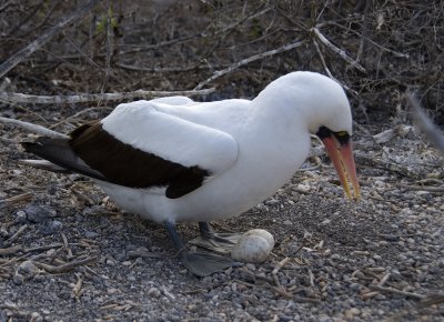 Nazca Booby with Eggs
