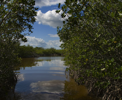 Mangrove Pass