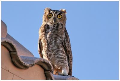 IMG_1929pb.jpg