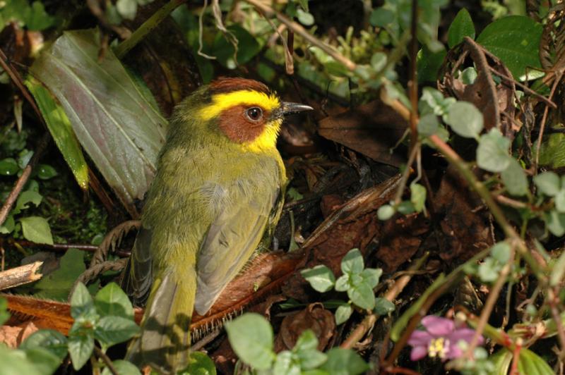 Golden-browed Warbler 4