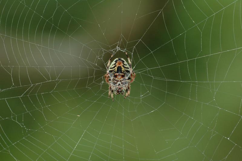 Orb Weaver