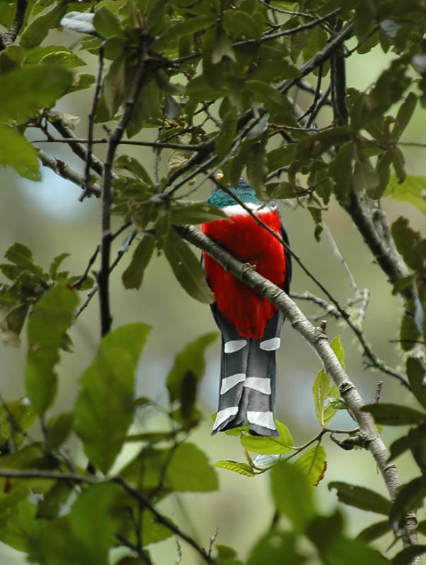 Mountain Trogon
