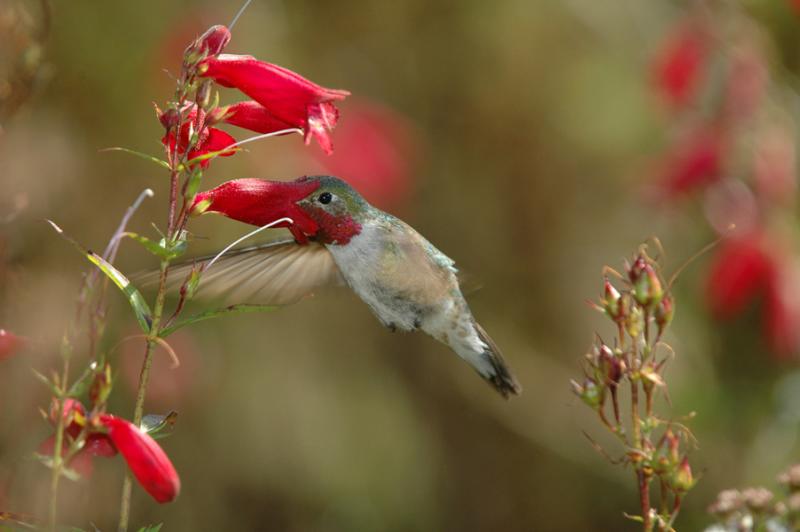 Broad-tailed Hummingbird