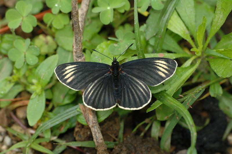 Striped Patch Butterfly