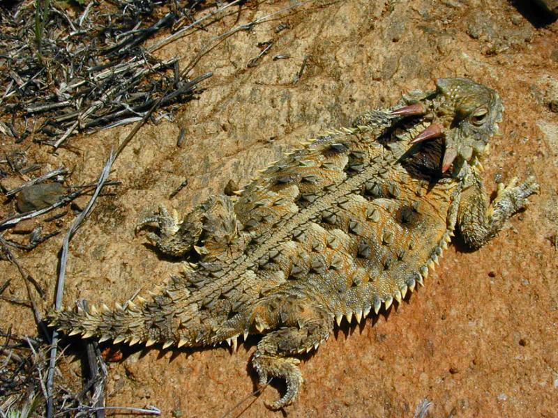 Coast Horned Lizard