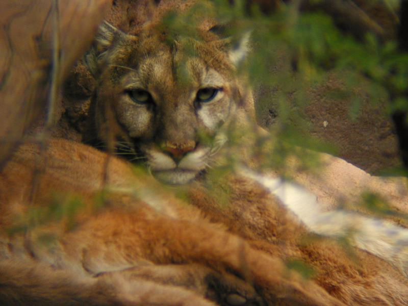 Phoenix Zoo Mountain Lion