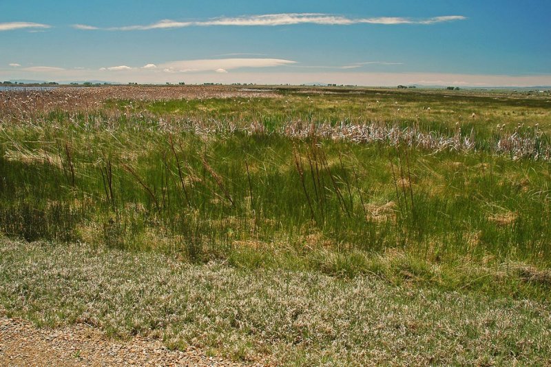 Alamosa NWR Habitat