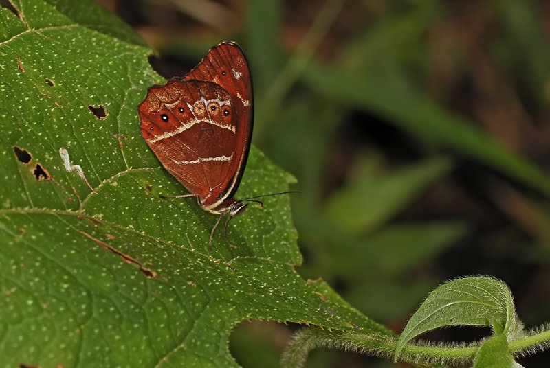 Butterfly 6