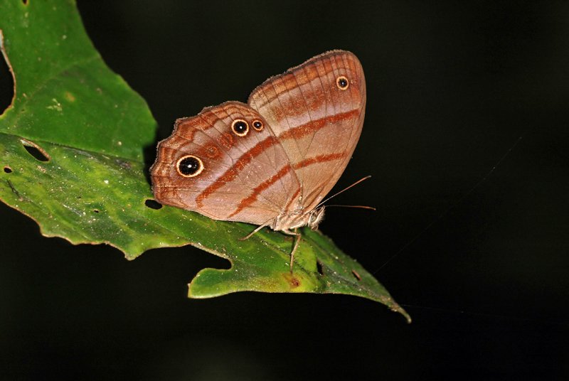 Butterfly 7