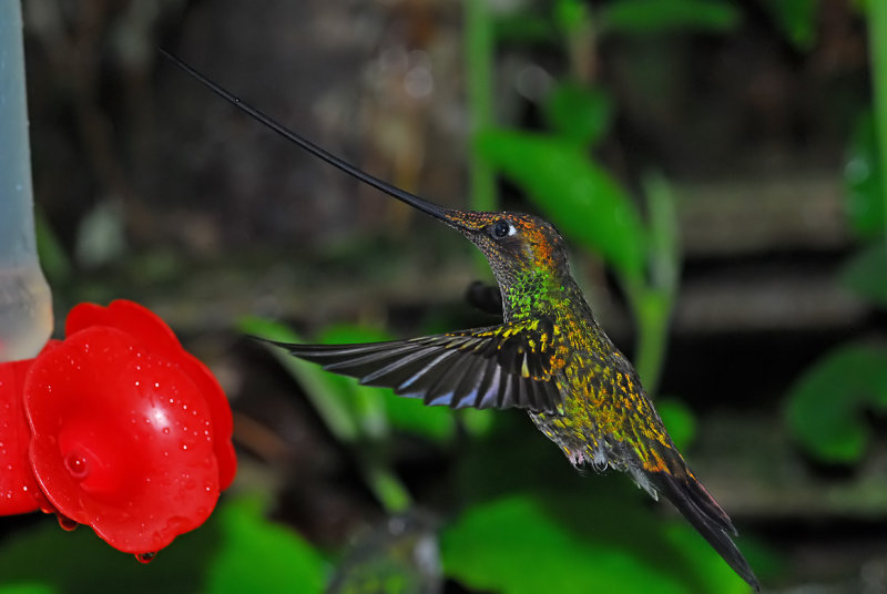 Sword-billed Hummingbird Male at Feeder 2