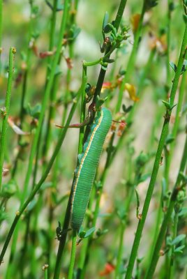 Harford's Sulphur Caterpillar on Deerweed