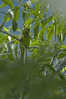 Aztec Parakeet
